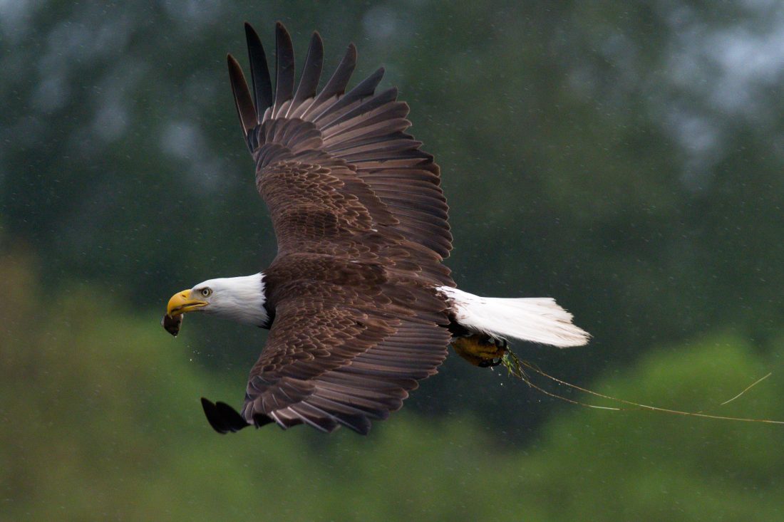 Eagle-ShayneKaye-2Steller-ShayneKaye-2 - BC Bird Trail