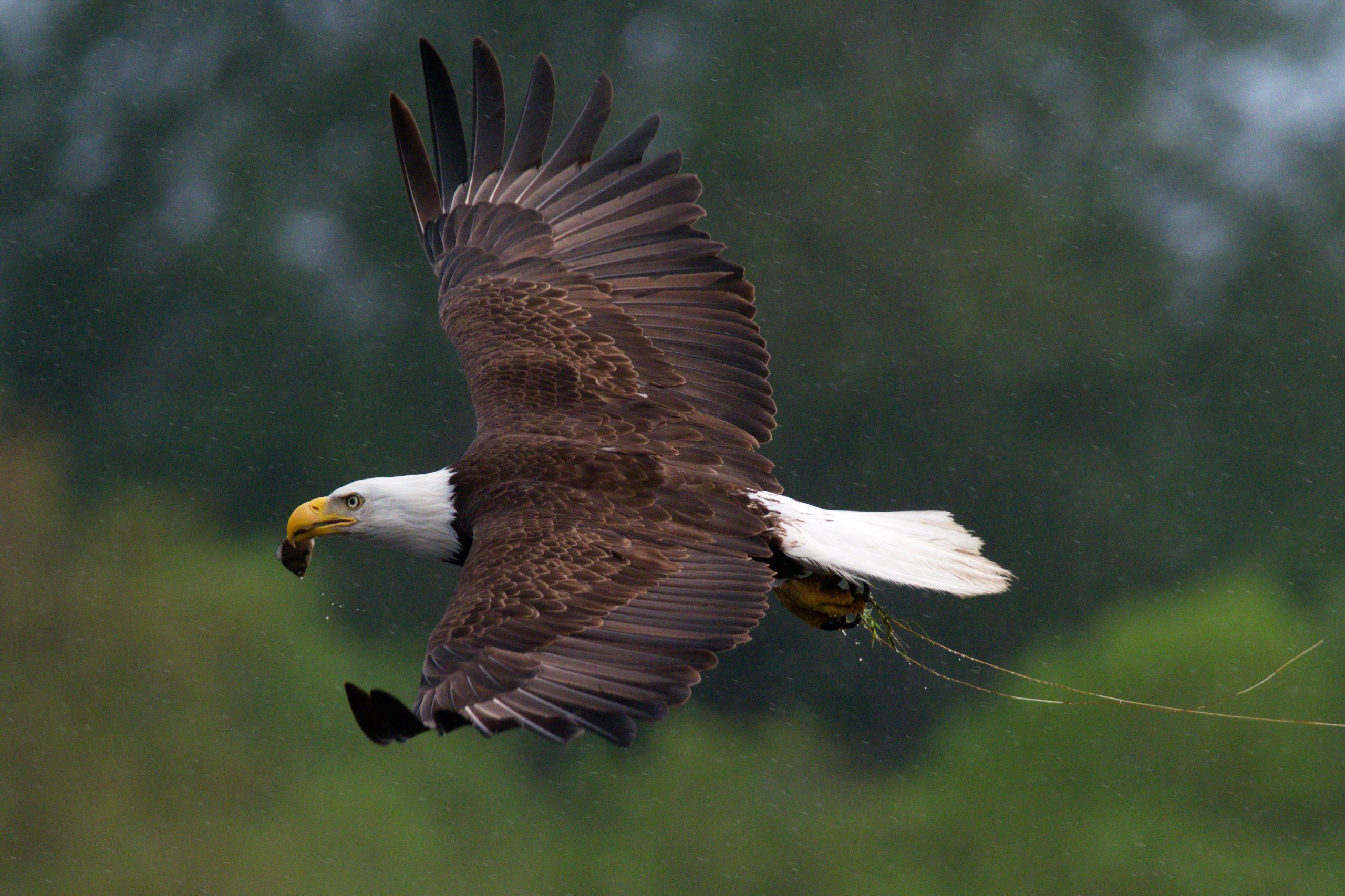 Abbotsford - The BC Bird Trail - Look 
