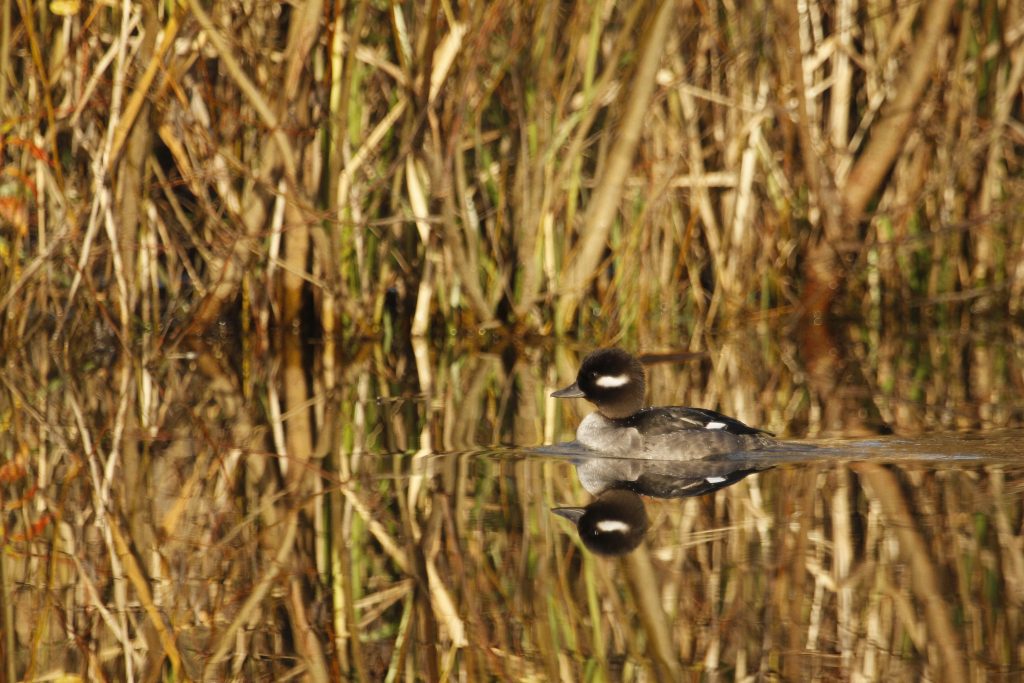 Bufflehead duck swimming in water with a background of yellow flora.