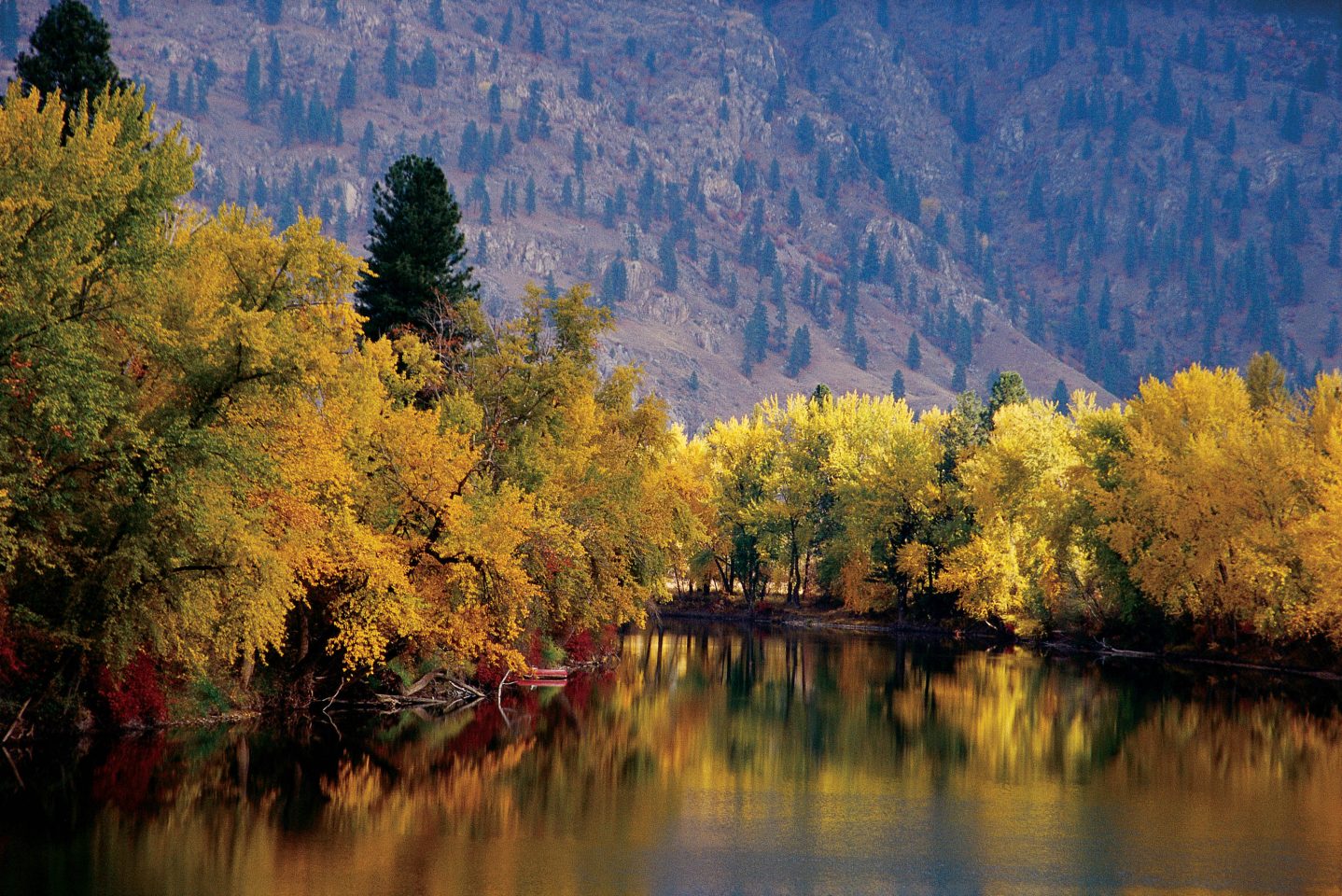 Bright and vivid autumn foliage surrounding Kettle River, BC.