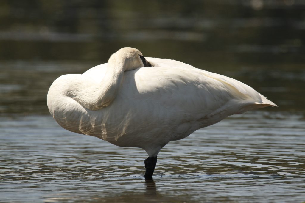 Trumpeter Swan standing in water resting its head on its back.