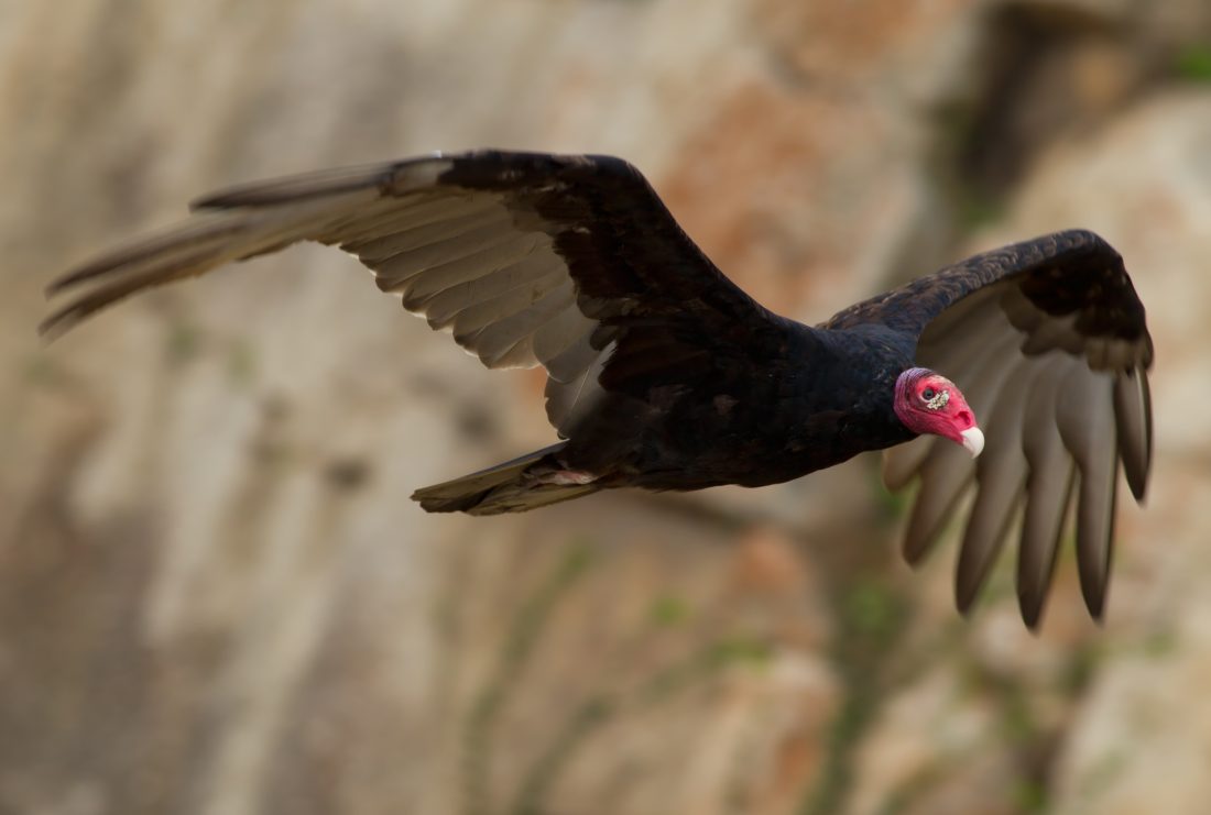 Example of a Turkey Vulture in flight.