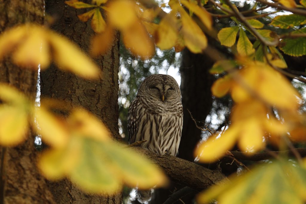 Barred Owl roosting on a tree branch framed by out of focus leaves in the foreground.