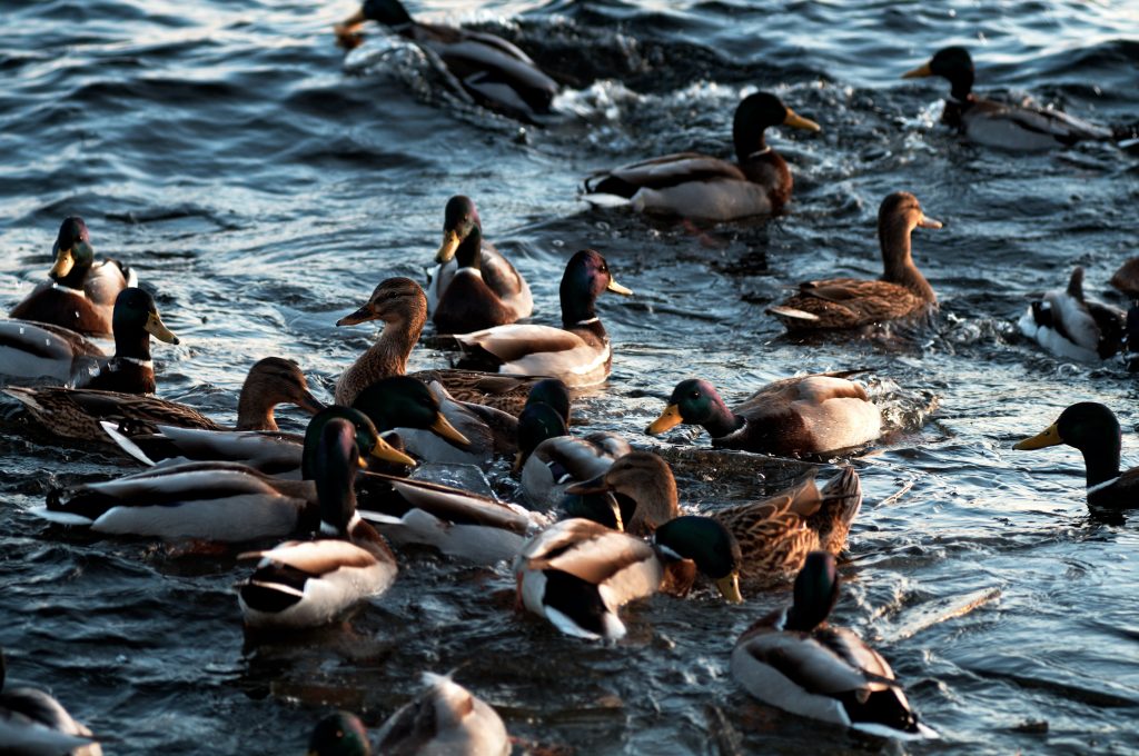 Group of Mallard ducks swimming in dark blue, wavy waters.