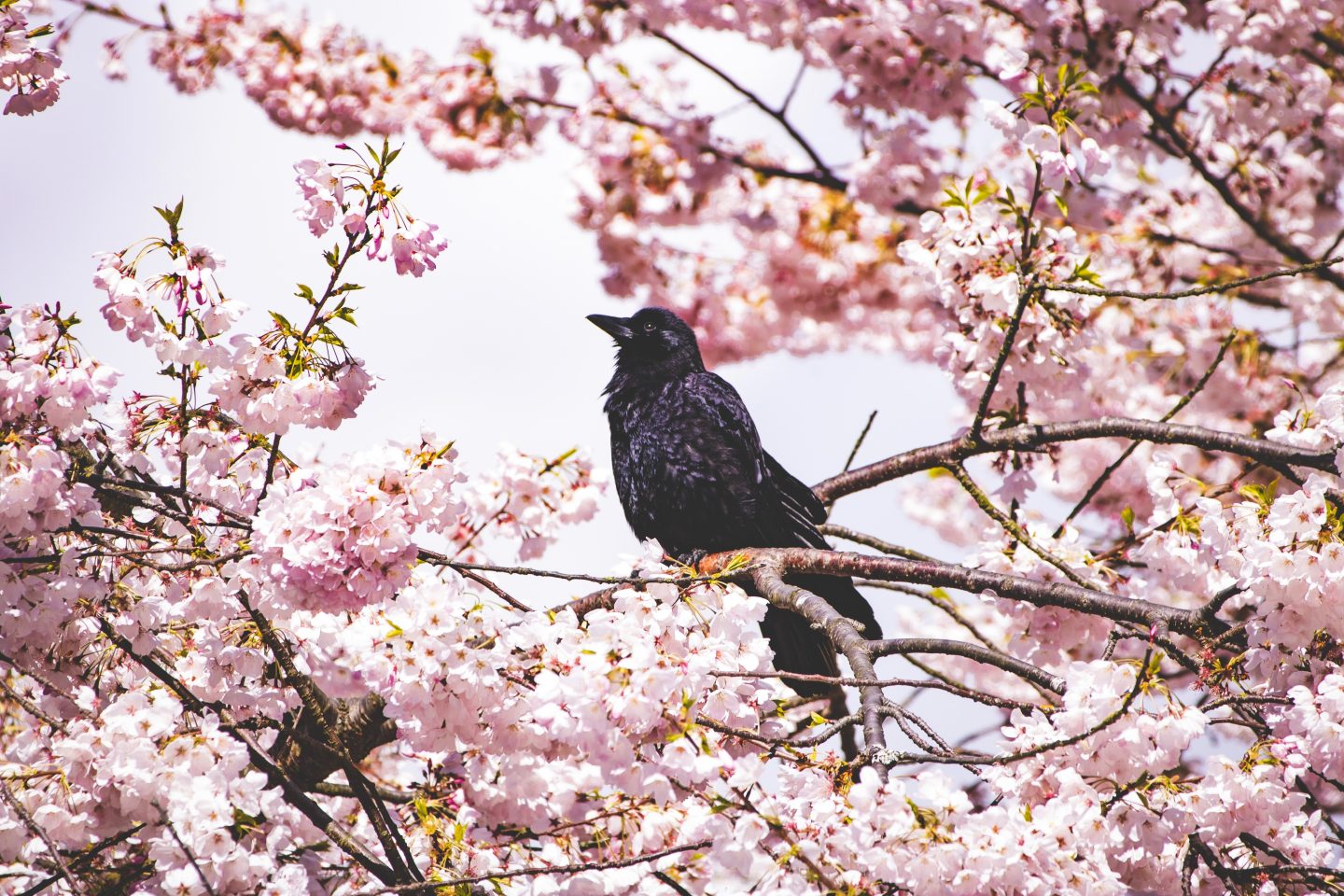 Corvid in blossoming spring tree