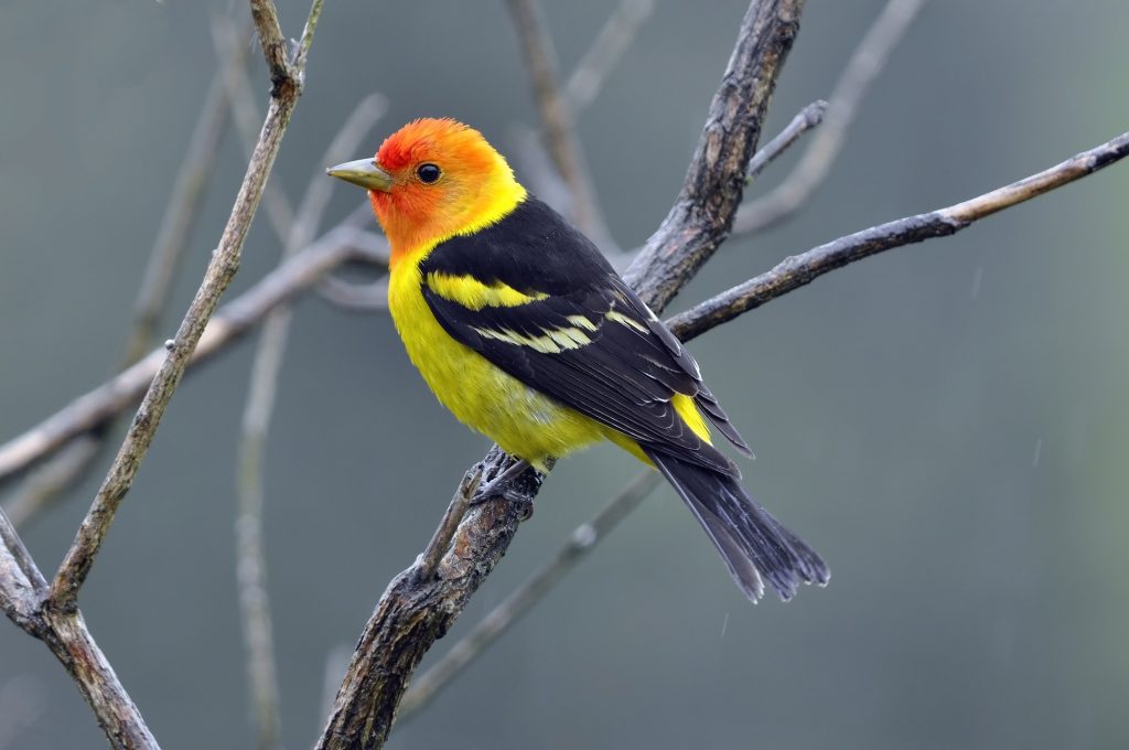 Western Tanagers with bright yellow and orange plumage sitting on tree branch