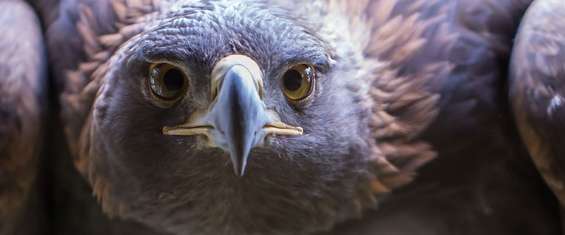 Close up photo of a bald eagle from The Raptors