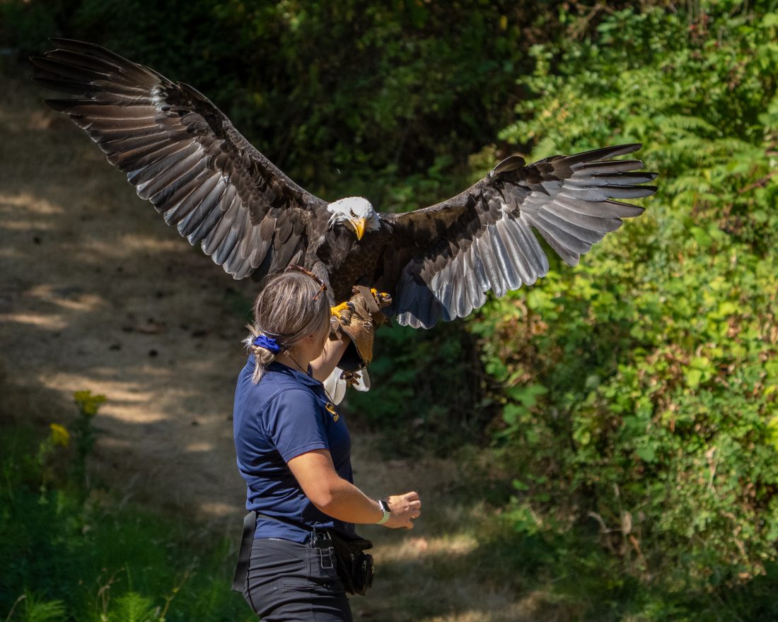 Person holding a bald eagle on their arm.