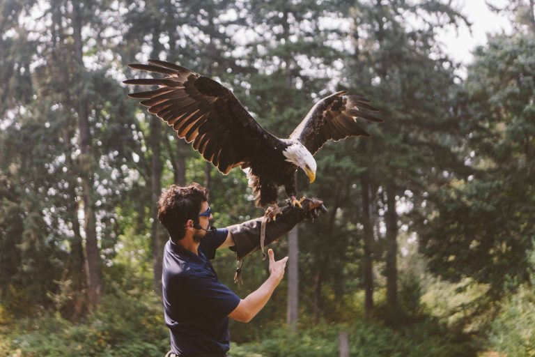 Person holding a bald eagle on their hand. Eagle's wings are stretched out.