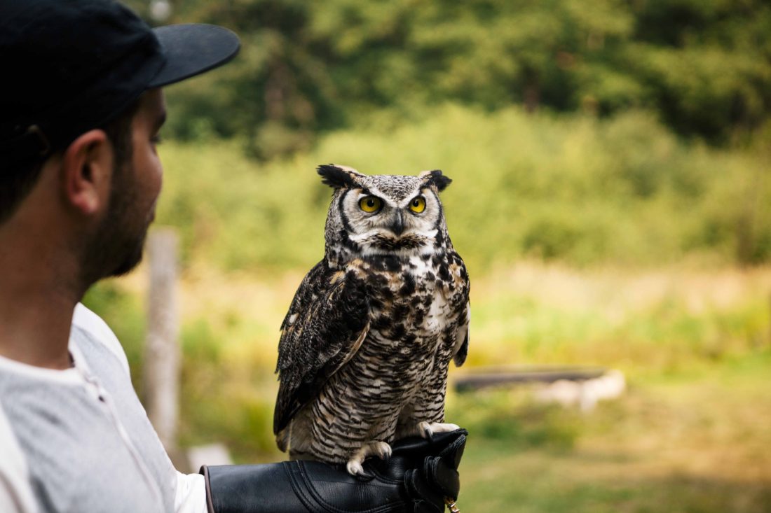 Photo of person holding an owl