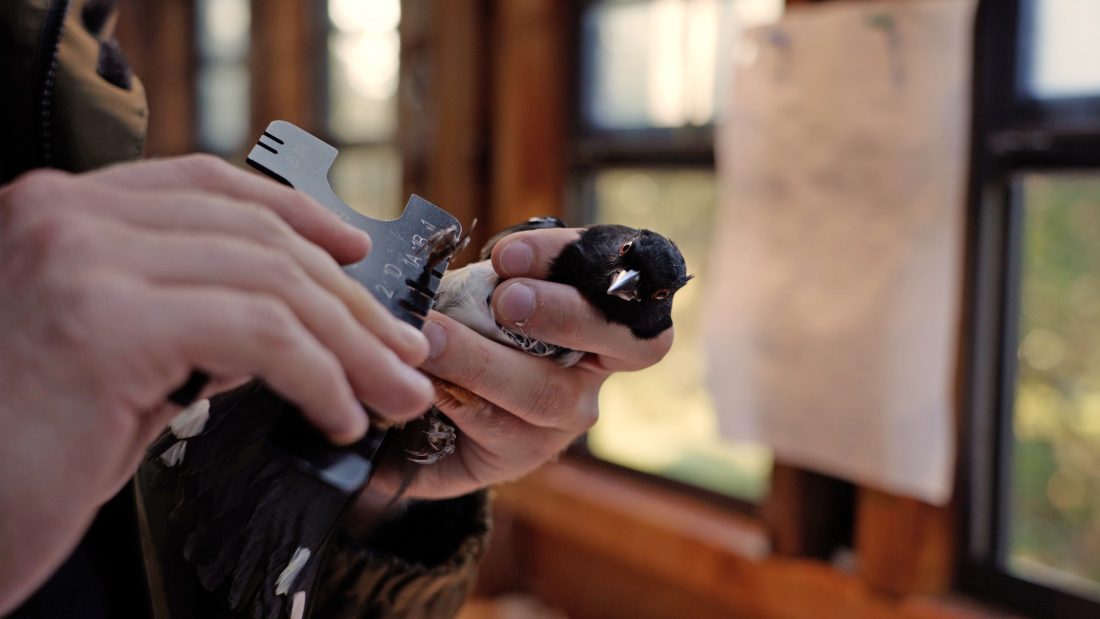 Bird monitoring and measuring