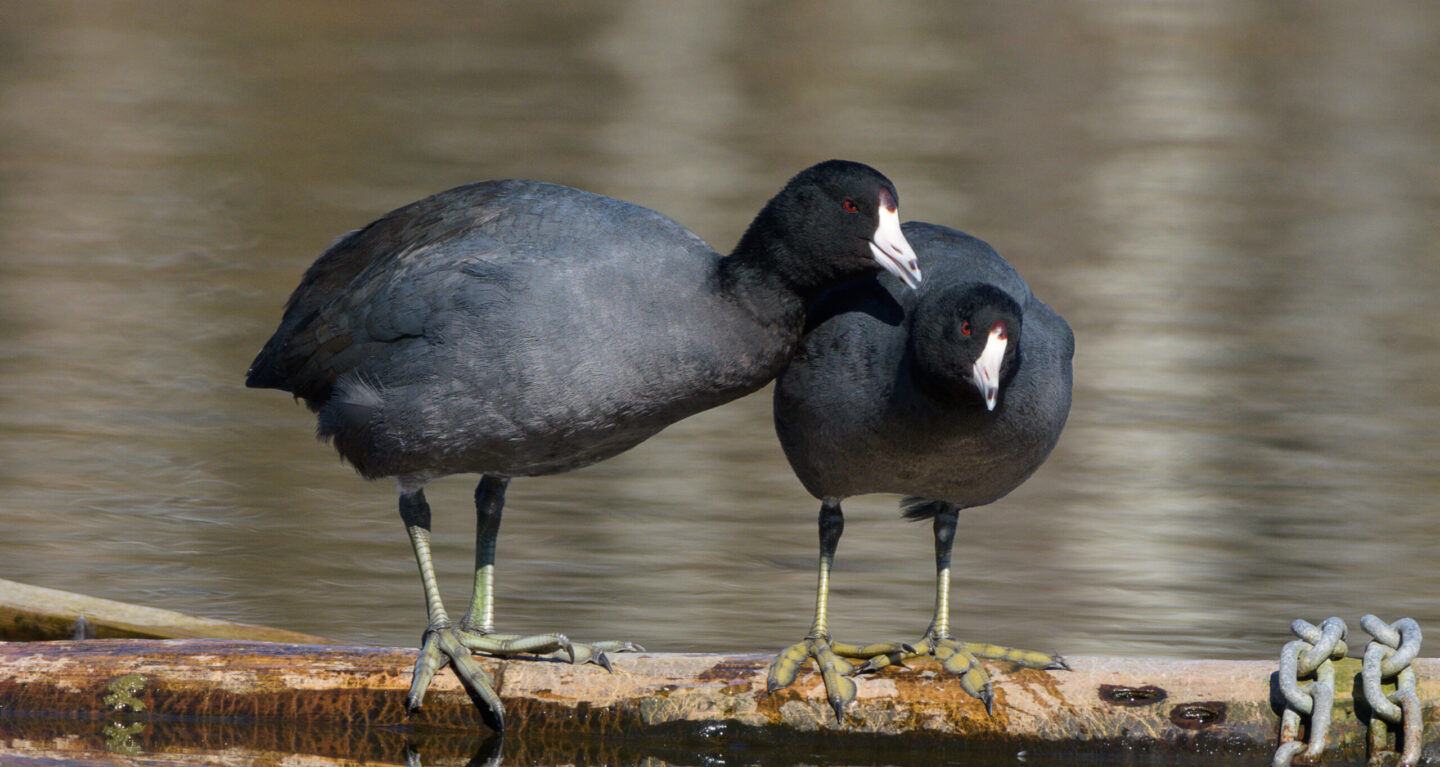 American Coot Pair