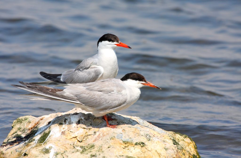 Two Common Terns sitting on a rocky shore in spring