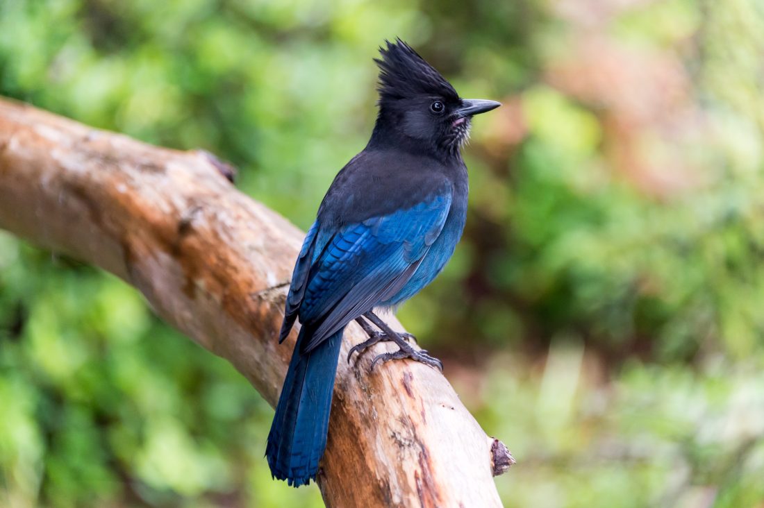 Example photo of a Steller's Jay