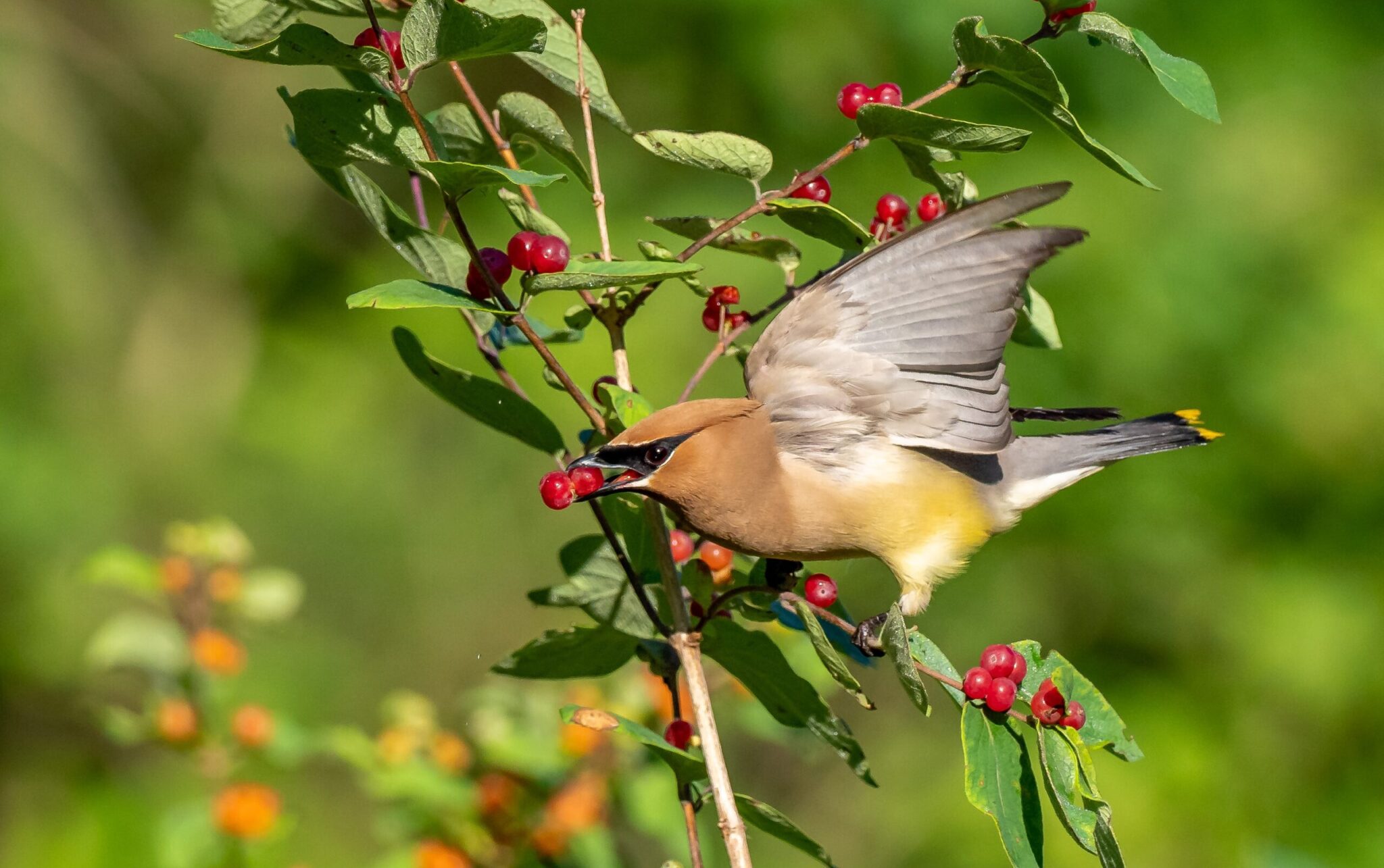 9 BC Birds to See This Summer - The BC Bird Trail