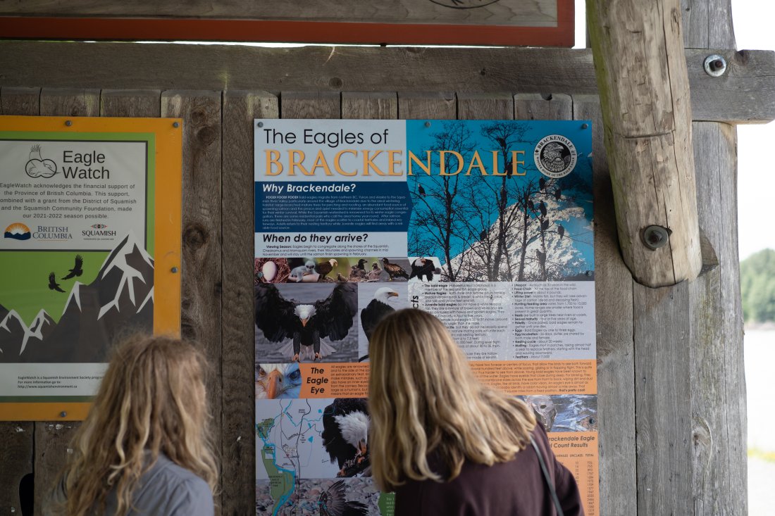 Bald Eagle Encounters Along the Squamish River - The BC Bird Trail