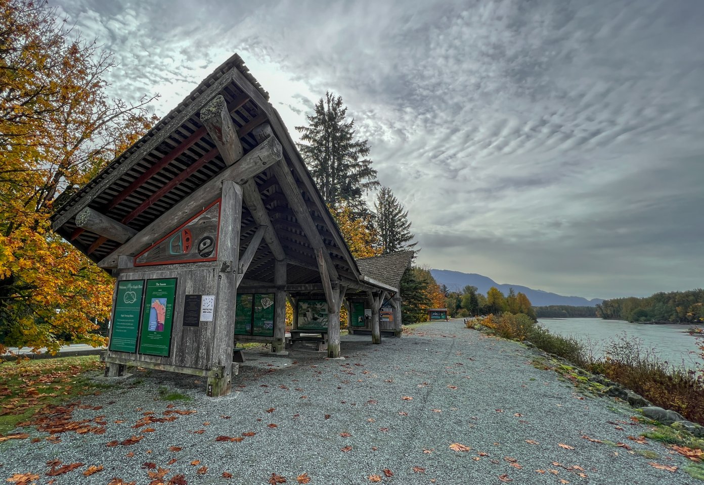 Bald Eagle Encounters Along the Squamish River - The BC Bird Trail