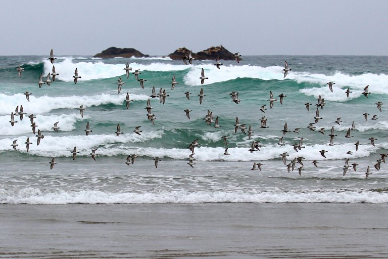 Shorebirds on the beach in Tofino. Photo by Mark Sawyer.